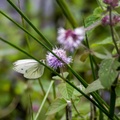 Green-veined White on Water Mint
