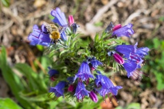 Carder Bee on Viper's-bugloss