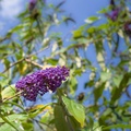 Buddleia Flower