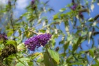 Buddleia Flower