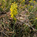 Goldenrod Wildflower
