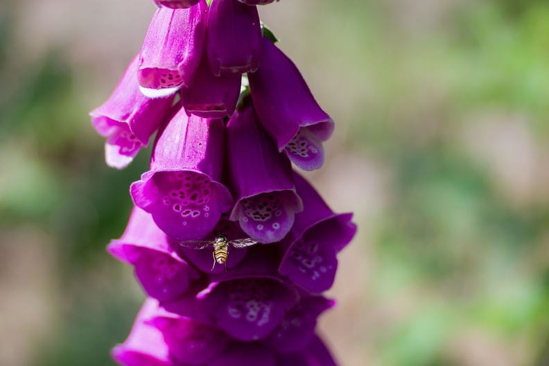 Hoverfly Visiting Foxglove