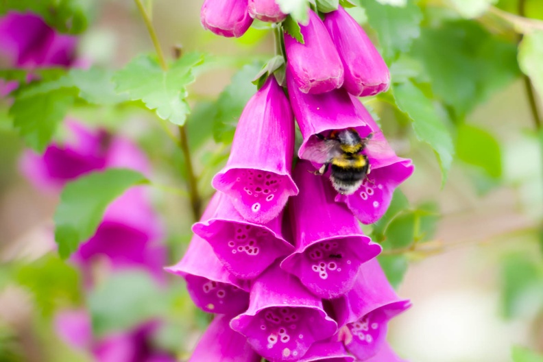 Bumblebee Entering Foxglove Flower