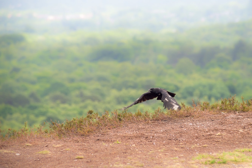 Carrion Crow in Flight