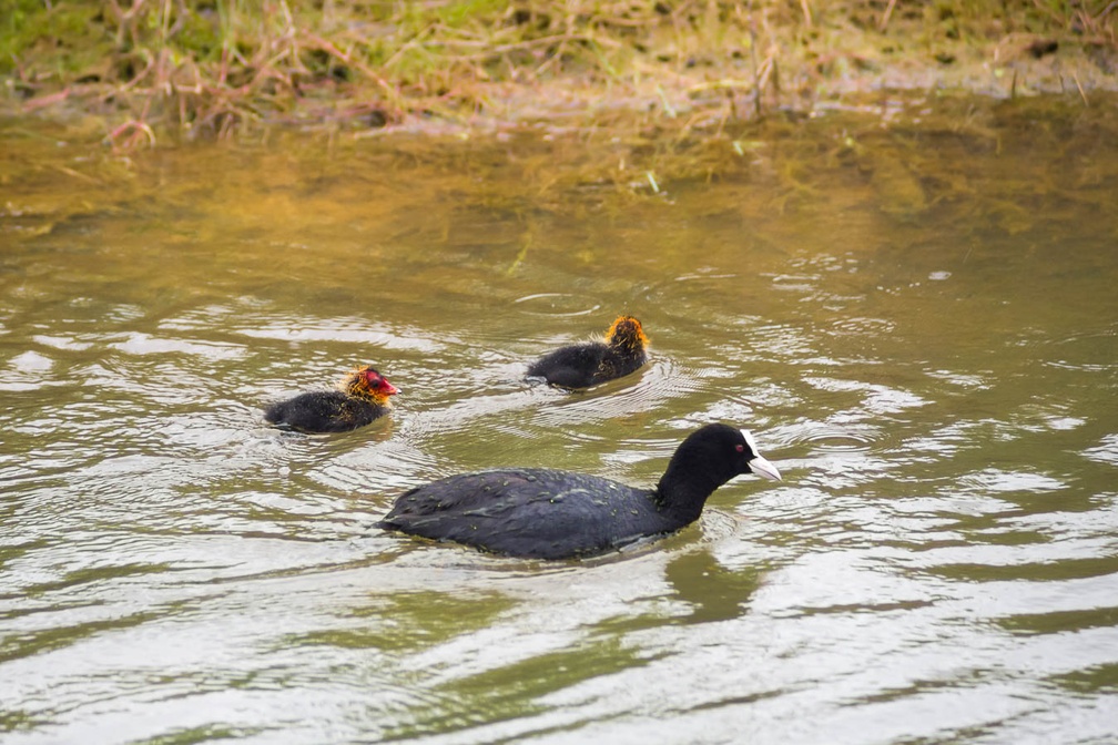Coot and Hatchlings