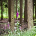 Woodland Foxglove