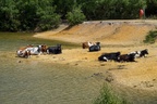 Cattle Relaxing on Beach
