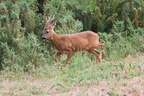 Roe Buck Deer