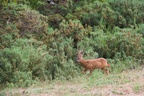 Roebuck Deer