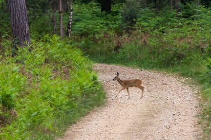 Roe Deer Crossing Path