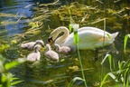 Mute Swan with Babies