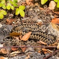 Adder Male Snake