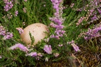 Common Earthball Fungus