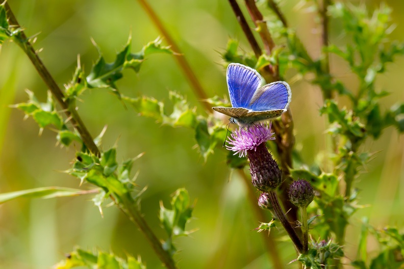 common-blue-butterfly-s150-600-g-6D6482.jpg