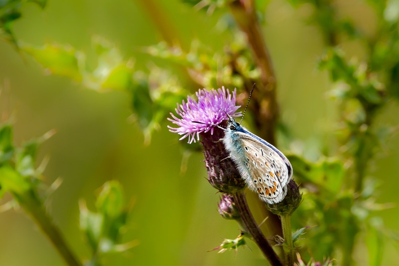 common-blue-butterfly-s150-600-g-6D6494.jpg