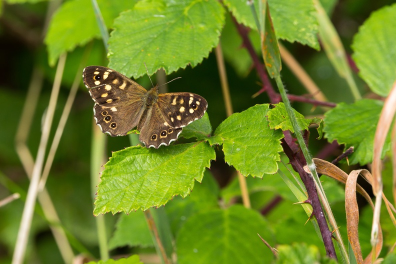 speckled-wood-s150-600-g-6D6419.jpg