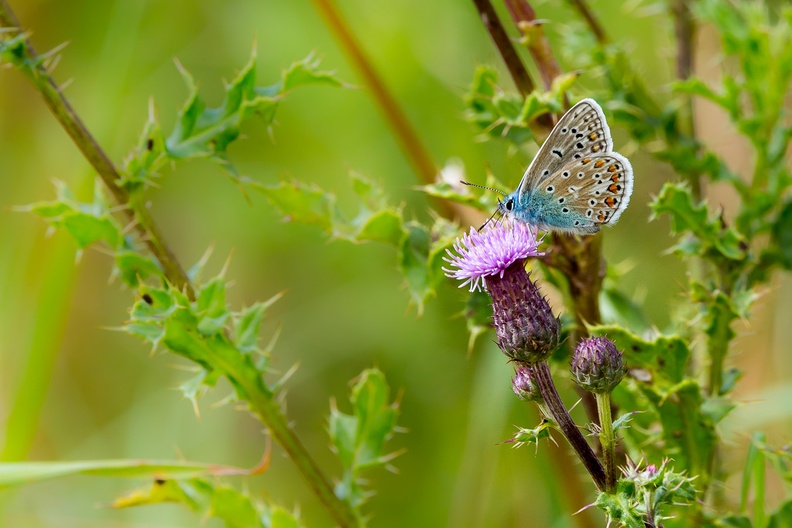 common-blue-butterfly-s150-600-g-6D6464.jpg