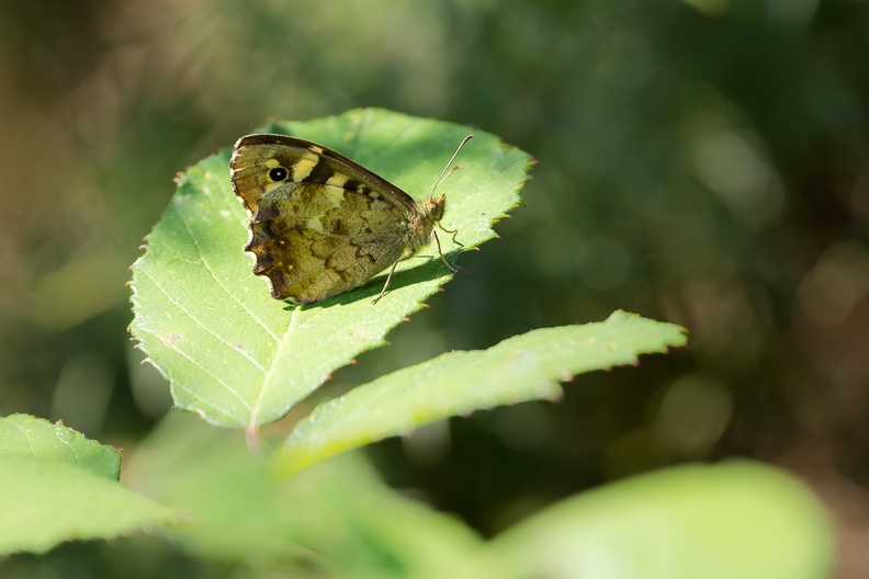 speckled-wood-s150-600-g-6D6386.jpg