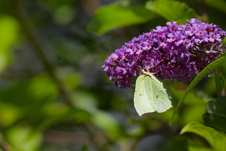 Brimstone Butterfly on Buddleia