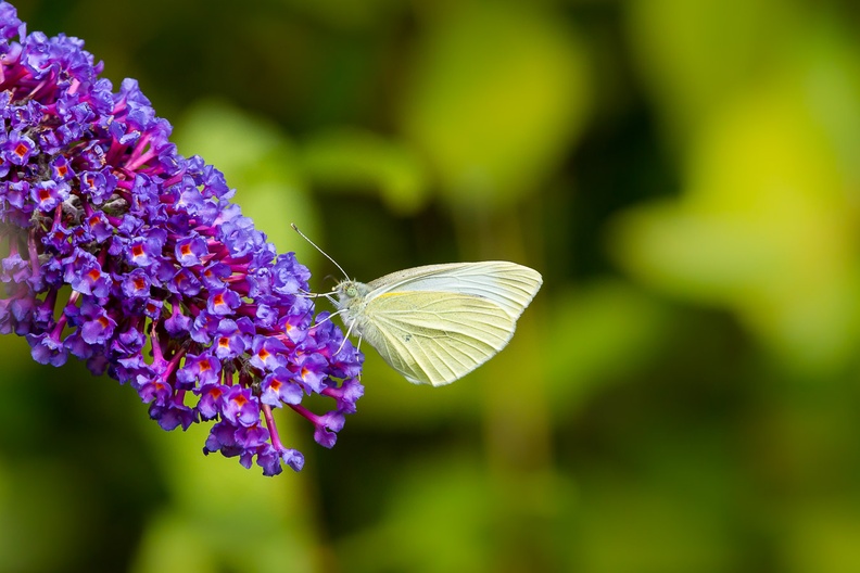 small-white-butterfly-s150-600-g-6D6346.jpg
