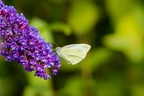 Small White Butterfly on Buddleia Flower