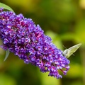 Small White Butterfly on Buddleia Flower