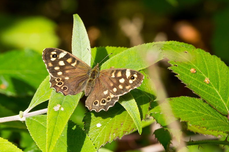 speckled-wood-s150-600-g-6D6298.jpg