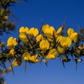 Yellow Gorse Flowers Against Blue Sky