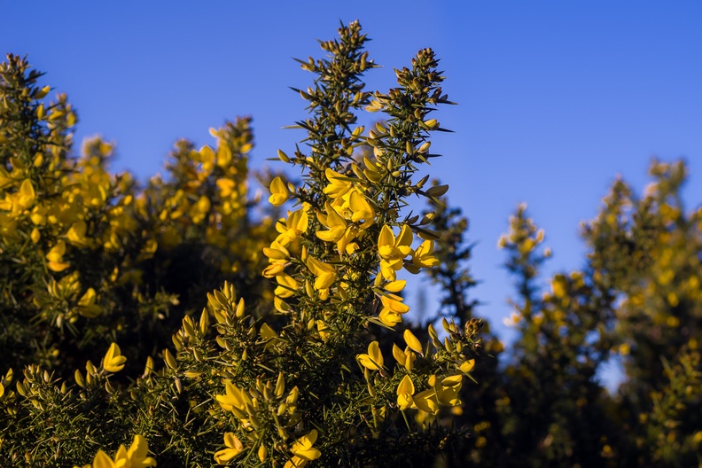 Yellow Gorse Flowers Against Blue Sky