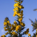 Yellow Gorse Flowers
