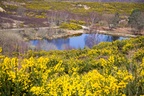 Blooming Yellow Landscape