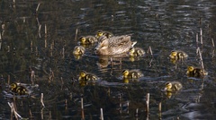 Mallard Hen with Ducklings