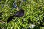 Blackbird Sunbathing