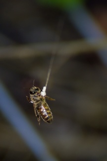 Honey Bee Swinging on Spider Silk Thread