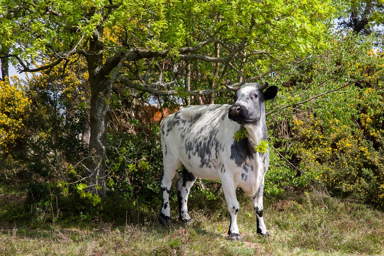 Cow Grazing on Oak Tree Leaves