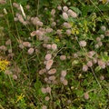 Hare's-foot Clover