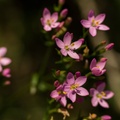 Common Centaury Flowers