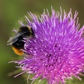 bumblebee-thistle-sp90-6d-g-3292.jpg