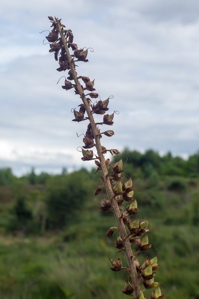 Foxglove going to Seed