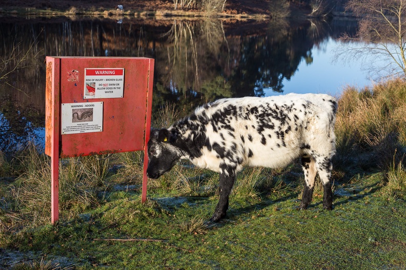 Cow by Sign