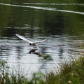 Black-headed Gull Hunting Mayfly