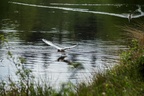 Black-headed Gull Hunting Mayfly