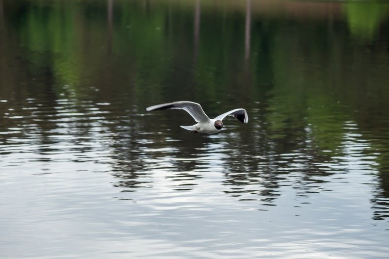 Black-headed Gull in Flight
