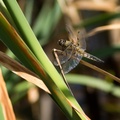Four-spotted Chaser Dragonfly