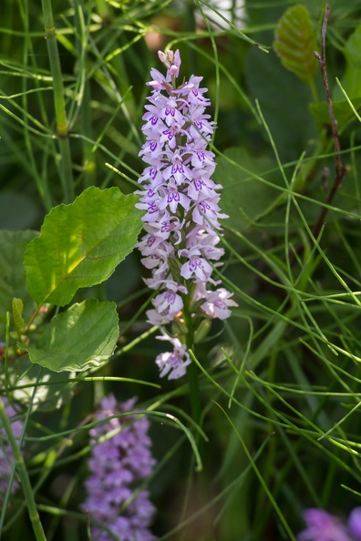 orchid-sp60-300-g-6d-10846.jpg