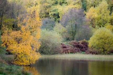 Autumnal Lake and Woodland Scene
