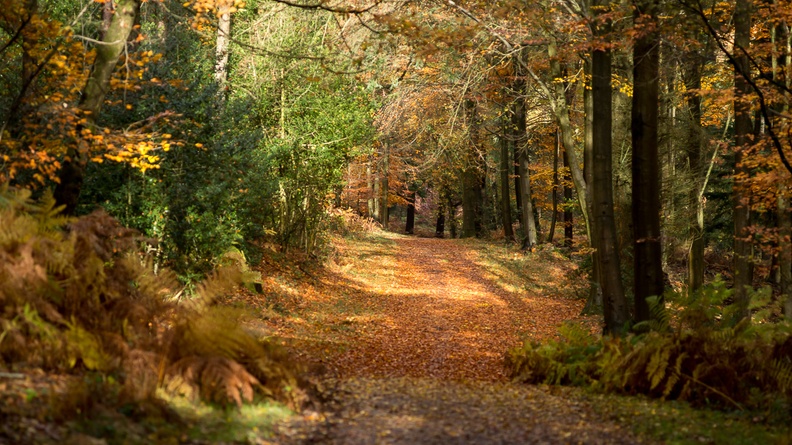 Autumn Woodland Walk