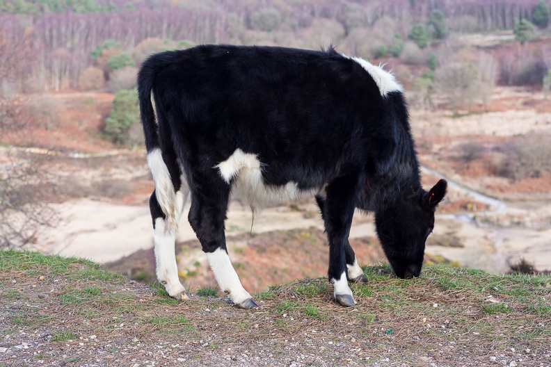 Young Bullock Grazing on the Edge