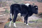Young Bullock on the Edge