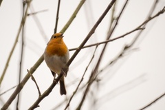 Robin Song Bird